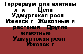 Террариум для ахатины 30х30х20  › Цена ­ 700 - Удмуртская респ., Ижевск г. Животные и растения » Другие животные   . Удмуртская респ.,Ижевск г.